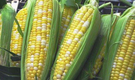 Failure to Beat 1st Resistance at 399; Corn